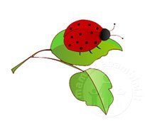 coccinella coccinella