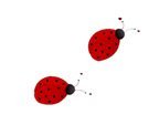 coccinella_27