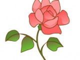 rosa-generico