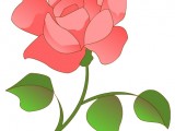 rosa