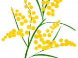 disegno_ramo_mimosa