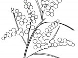 disegno_mimosa