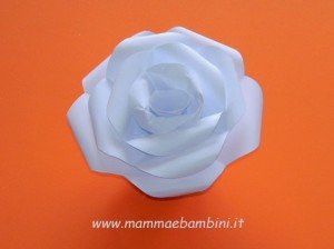 rosa-carta-22