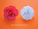 rosa-carta-24