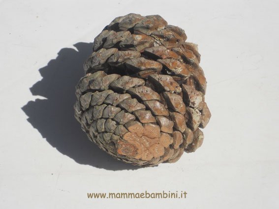 Decorazioni con pigne dorate 2 pigna-dorata-02