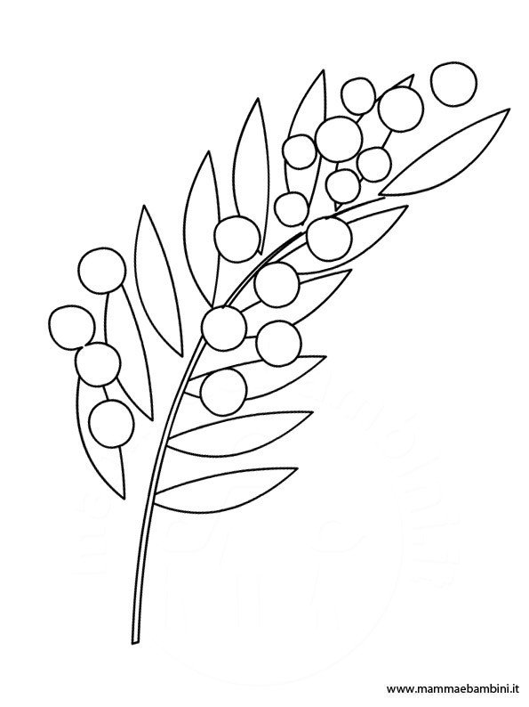 mimosa2