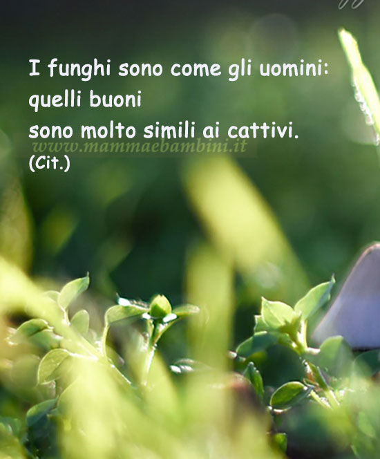 Frase del giorno 20 settembre sui funghi 1 frase del giorno funghi