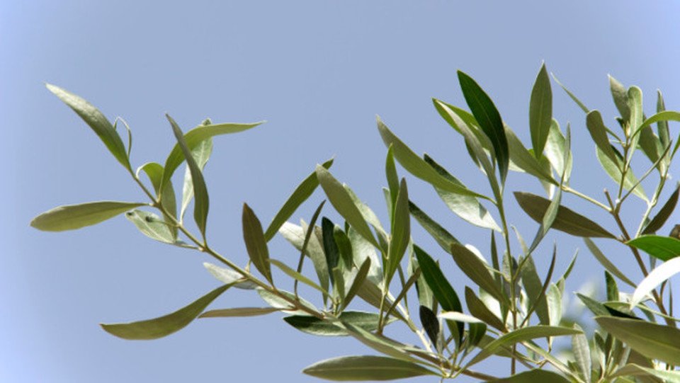 ramo olivo