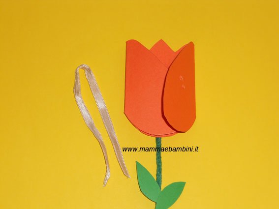 tulipano c