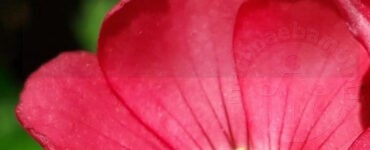 Frase del giorno 13 settembre sul parlare 4 frase parlare