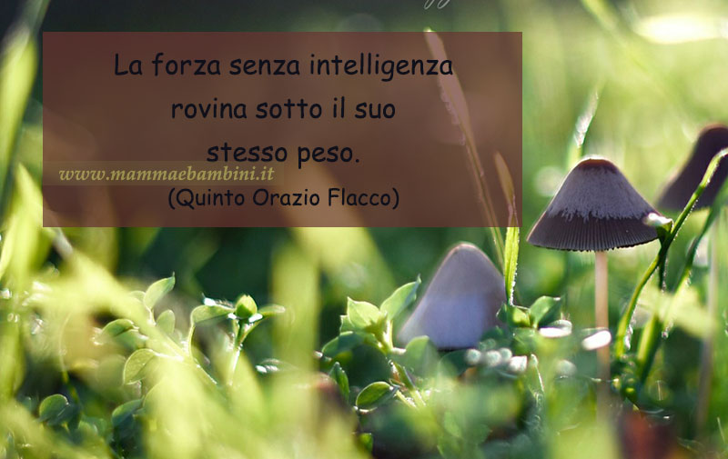 frase forza 1