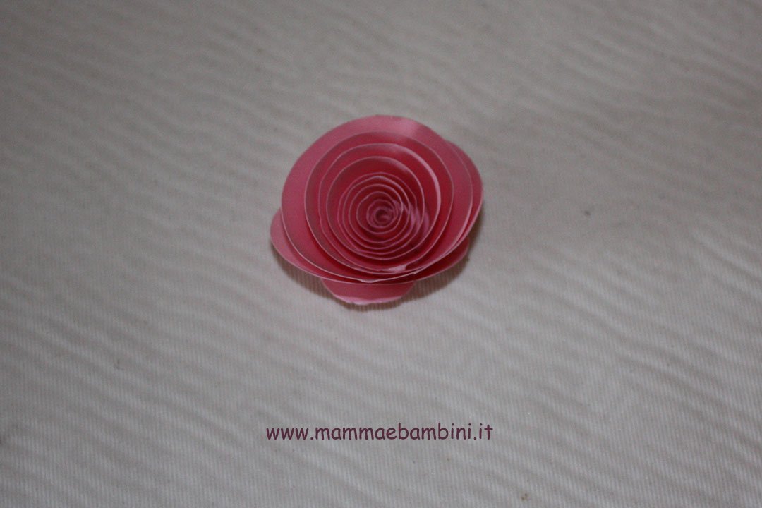 rosa-spirale-05