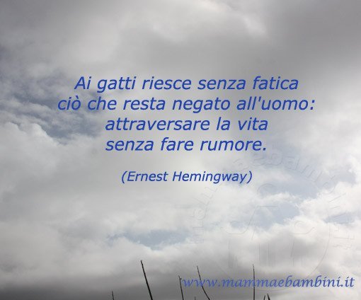 Frase del giorno 18 luglio sulla vita 1 frase gatto