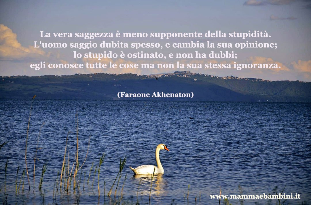 Frase del giorno 07.05 stupidità