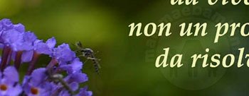 frase vita1 1