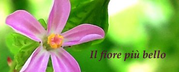 Il fiore più bello