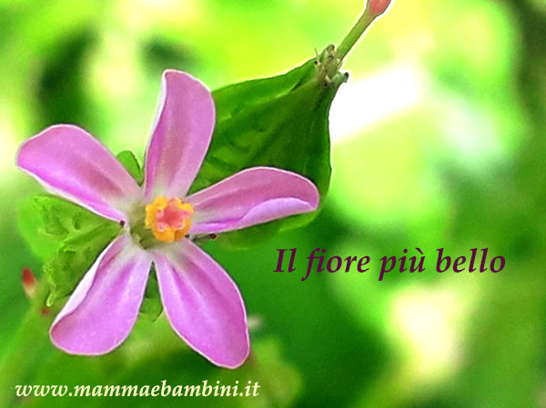 Racconto Il fiore più bello 1 Il fiore più bello