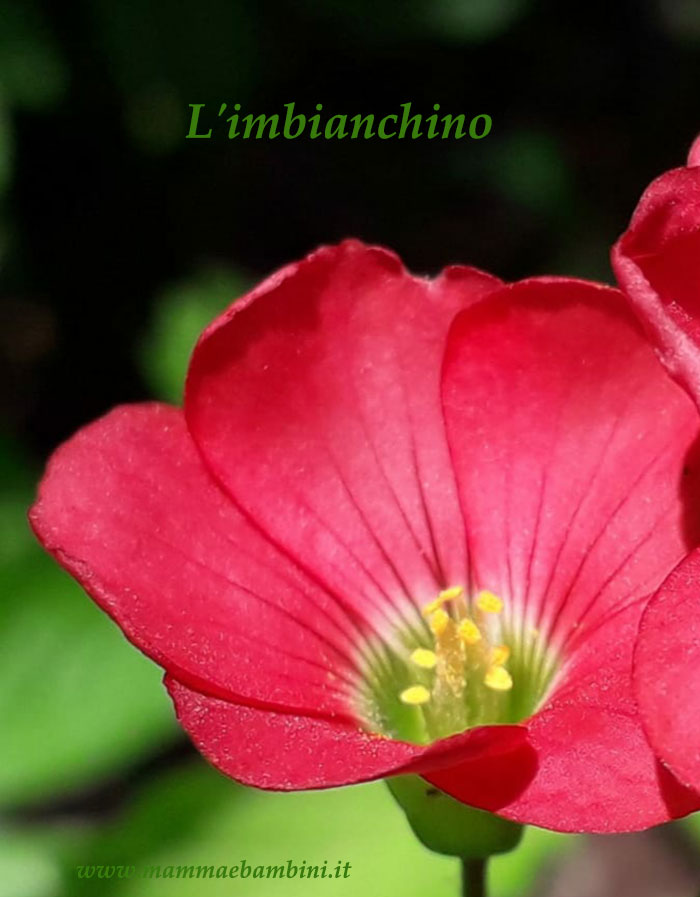 Racconti brevi L'imbianchino 1 Limbianchino