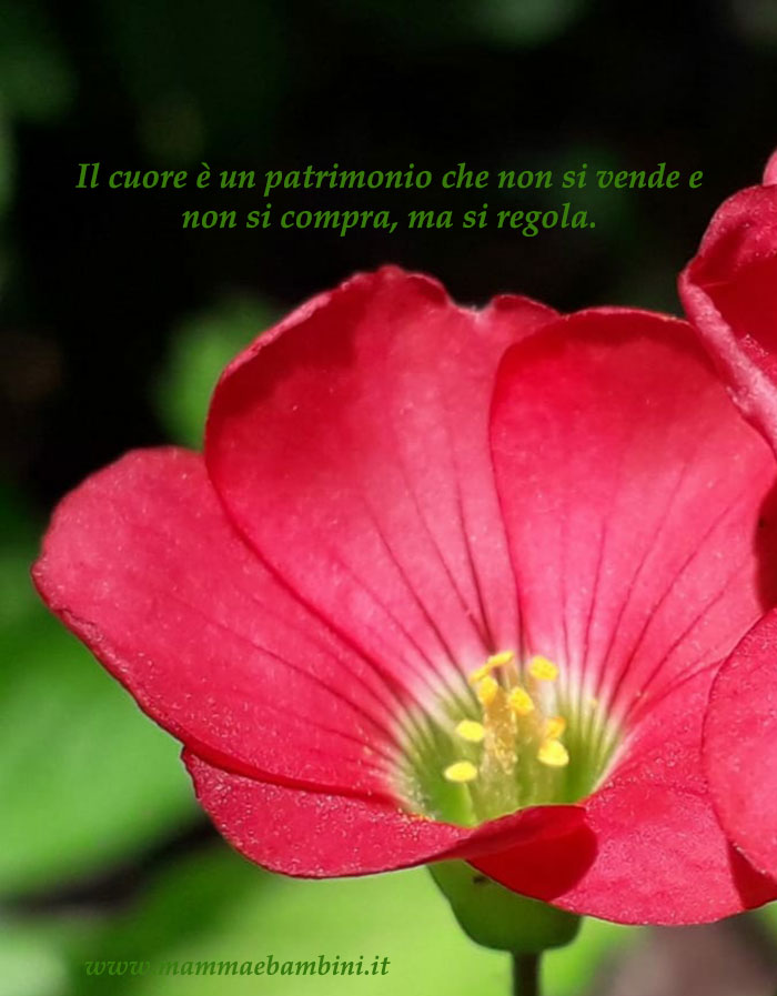 Le frasi piu' belle 1 frase cuore
