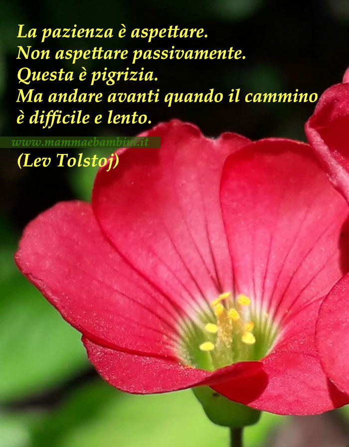 Frase del giorno 19.11 1 FRASE PAZIENZA