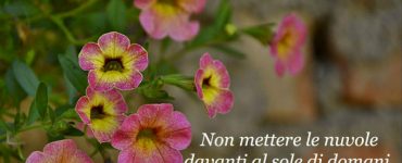 frase sole