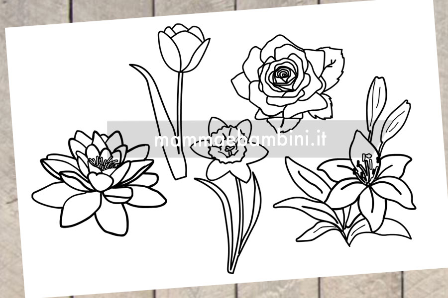 Fiori disegni 2 fiori disegni