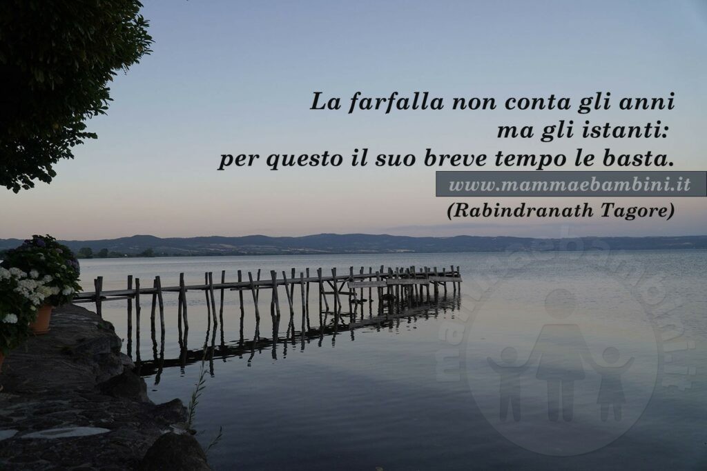 frase vita farfalla