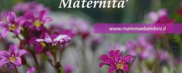 maternita