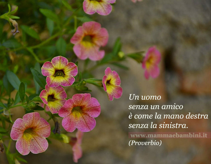 Frase del giorno del 23 ottobre 1 frase amicizia 3