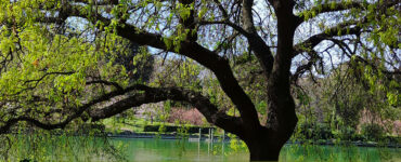 Frase del giorno 17 ottobre su obbedire 3 frase obbedire