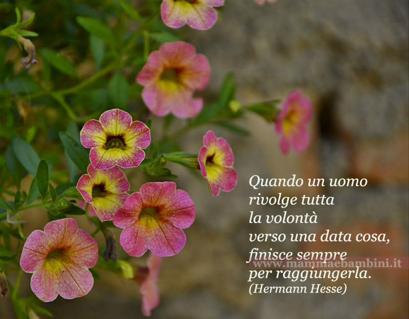 frase volonta