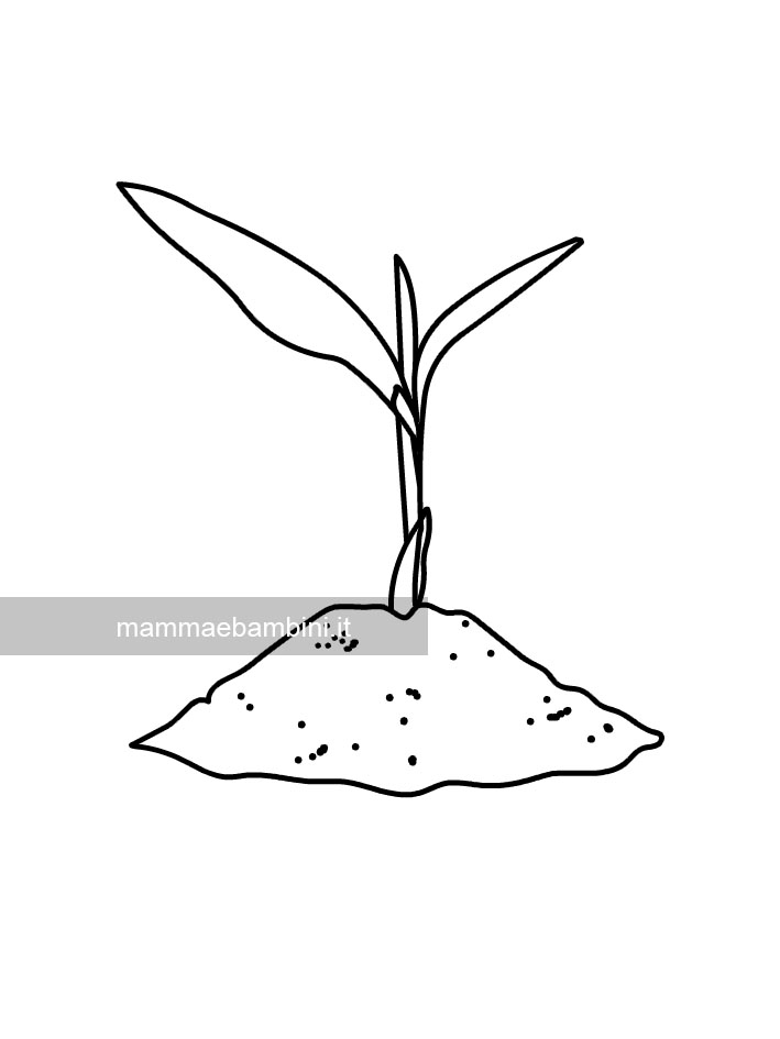 Germoglio disegno 1 germoglio 1