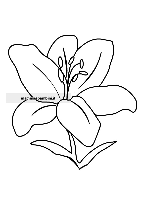 Giglio fiore 1 giglio disegno