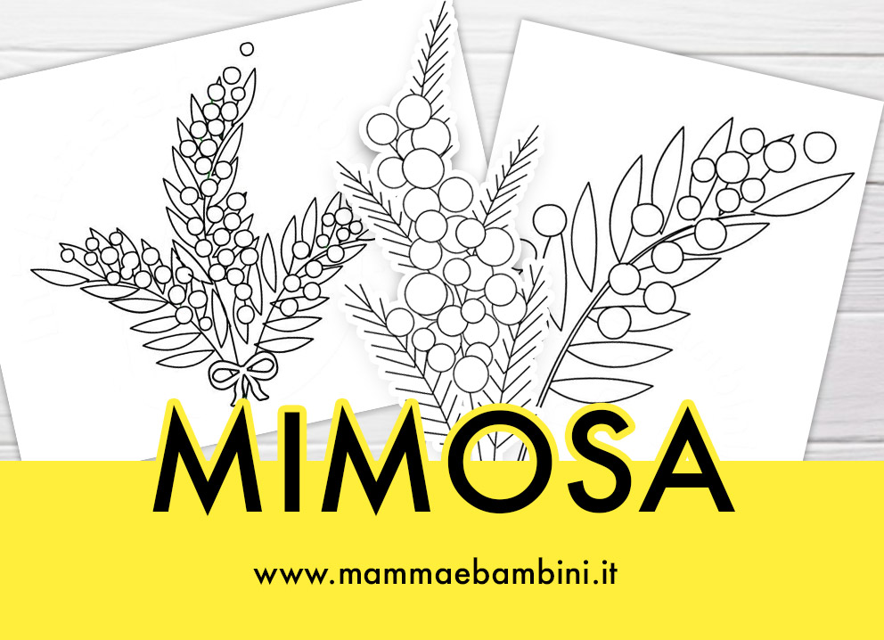 mimosa disegni