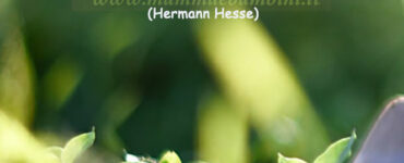 frase del giorno odiare