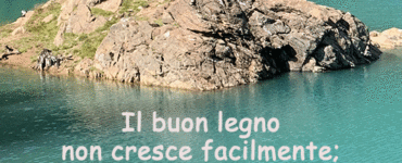 frase del giorno albero
