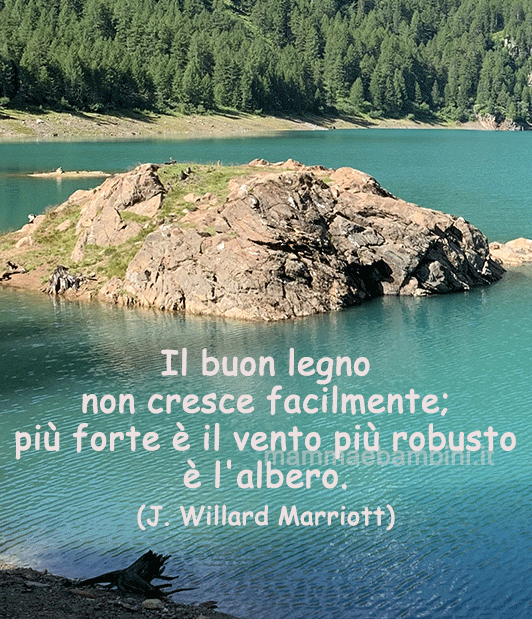 frase del giorno albero