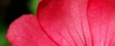 frase del giorno vita