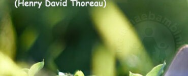 Frase del giorno 26 ottobre sulla bonta' 2 frase del giorno bonta